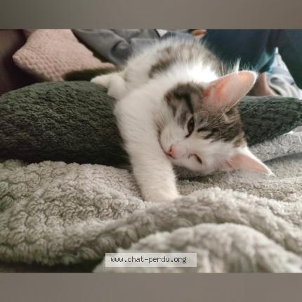 Photo 2/2 Vicky Chat lost in Gouillons