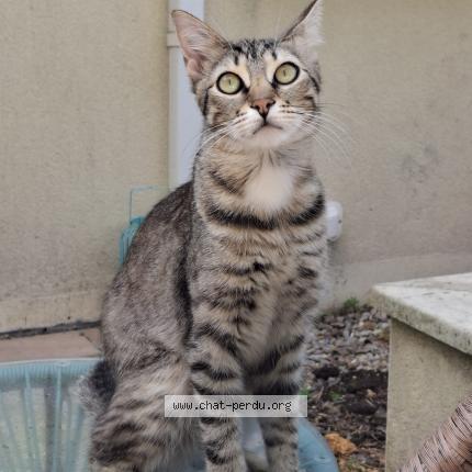 Photo 1/1 Sunny Chat lost in Ligne