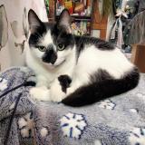 Picture of cat lost at Egry