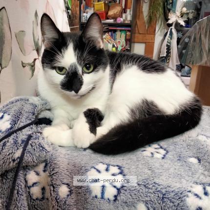 Photo 1/1 BOUCLIER-PERQUE Sandra Chat lost in Egry