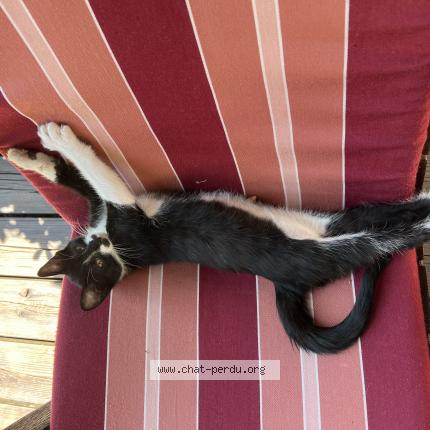 Photo 1/1 Zou Chat lost in Gujan mestras