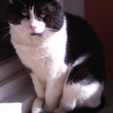 Picture of cat lost at Mions