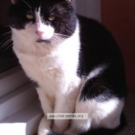 Photo 1/1 Pépite Chat lost in Mions