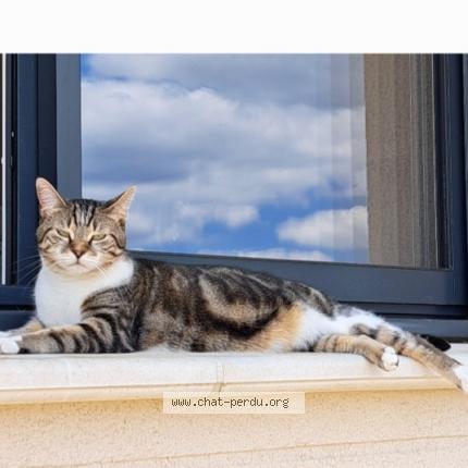 Photo 1/1 Tina Chat lost in Bosrobert