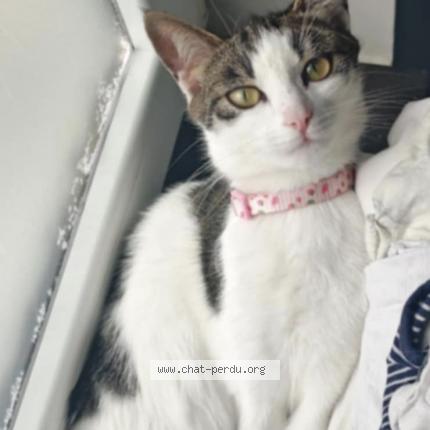 Foto 1/1 Kat teruggevonden Vermist in Mons