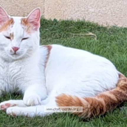 Photo 1/1 Ulyx Chat lost in Bosrobert