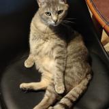 Picture of cat lost at La Chapelle Huon