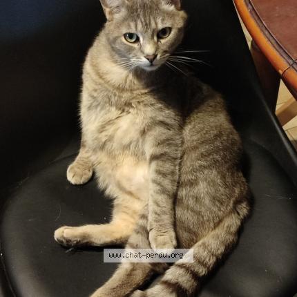 Photo 1/1 Cat reunited Lost in La chapelle huon