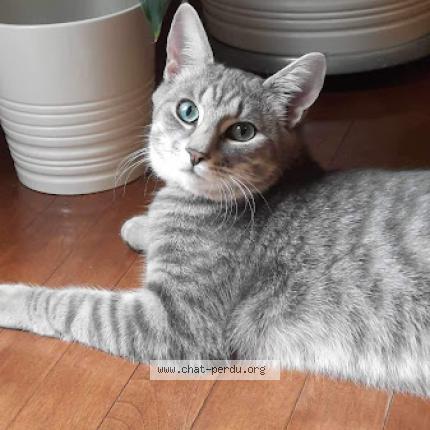 Photo 1/1 Jasper Chat lost in Gatineau