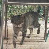 Picture of cat found at Villeurbanne