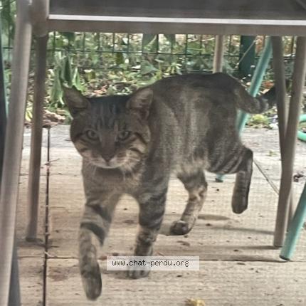 Photo 1/1 Found cat Found in Villeurbanne