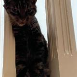 Picture of cat lost at Gagny