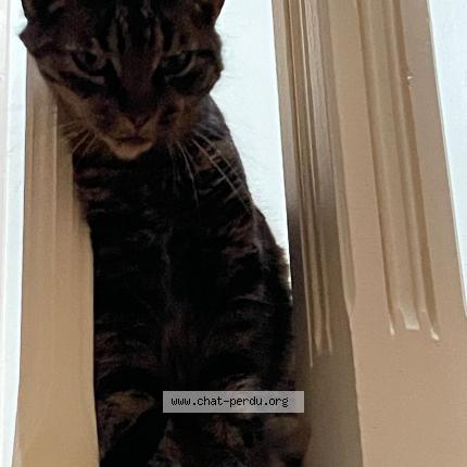 Photo 1/3 Pirate Chat lost in Gagny