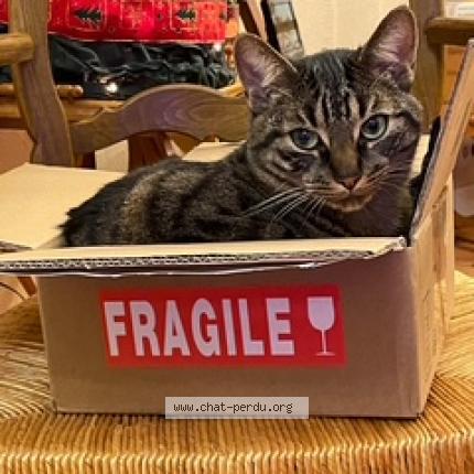 Photo 2/3 Pirate Chat lost in Gagny