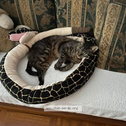 Photo 3/3 Pirate Chat lost in Gagny