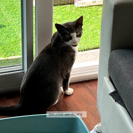 Photo 1/1 Pompon Chat lost in Saint gereon