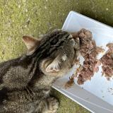 Picture of cat found at Romainville