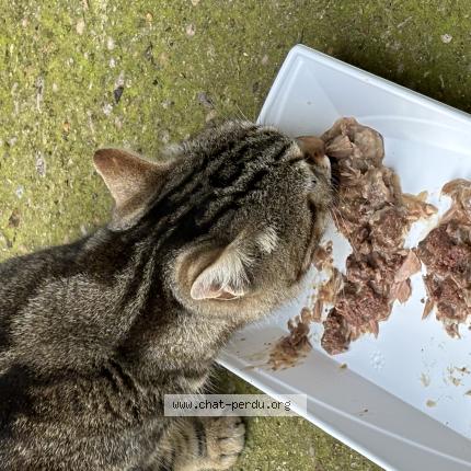 Photo 1/1 Found cat Found in Romainville