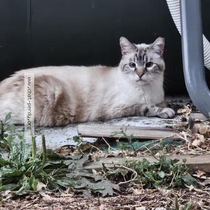 Photo 1/1 Found cat Found in Sabonnere