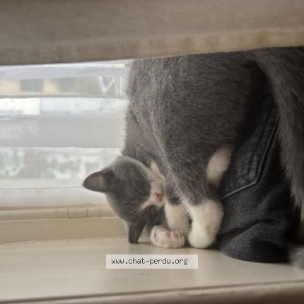 Photo 1/1 Luna Chat lost in Woluwe saint pierre lambert