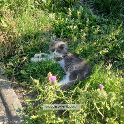 Photo 1/1 Fripouille Chat lost in Roubaix