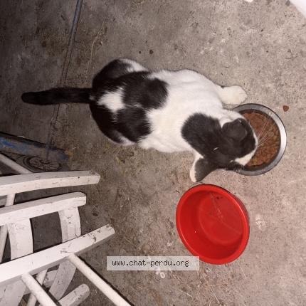 Photo 1/1 Found cat Found in Saint germain du puch