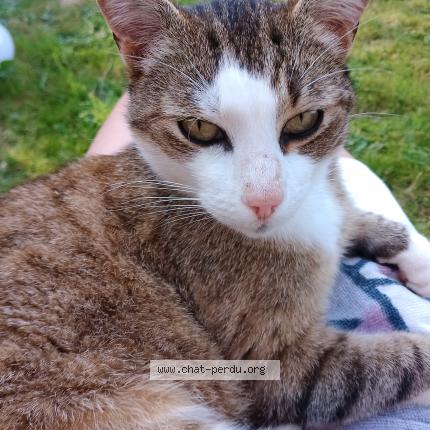 Photo 1/1 Cosmos Chat lost in Pont eveque