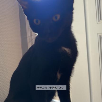 Photo 1/1 Black Chat lost in Lesperon