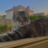 Picture of cat lost at Plenee Jugon