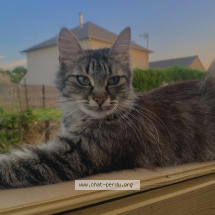 Photo 1/1 Zohra Chat lost in Plenee jugon