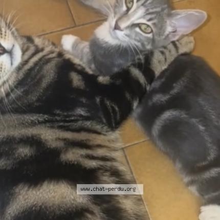 Photo 1/1 Bebe Chat lost in Marseille