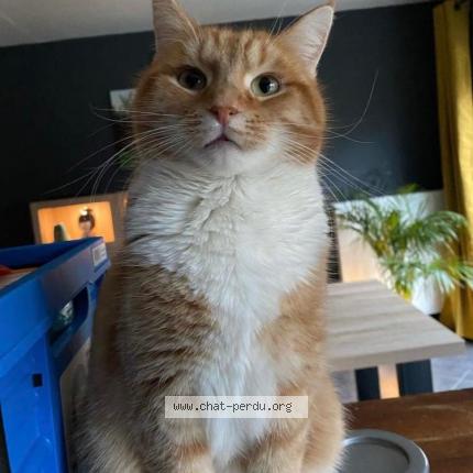 Photo 1/1 Mittens Chat lost in Gouvy