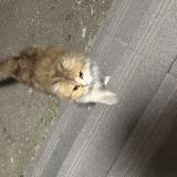 Picture of cat found at Romainville