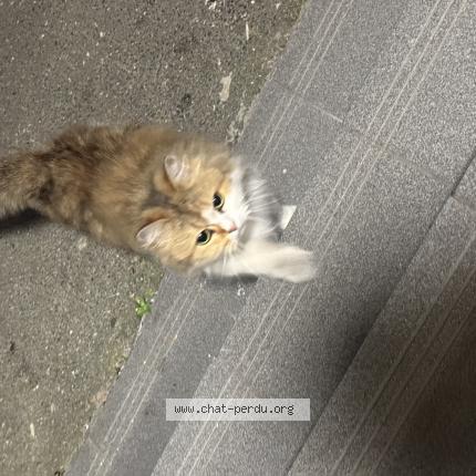 Photo 1/1 Found cat Found in Romainville