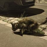Picture of cat found at Lyon