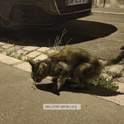 Photo 1/1 Cat reunited Found in Lyon