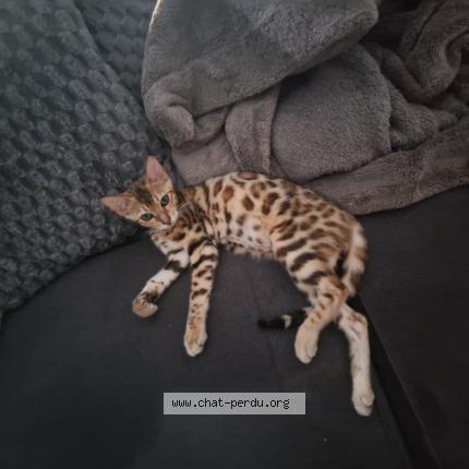 Photo 1/1 Nala Chat lost in Fay de bretagne