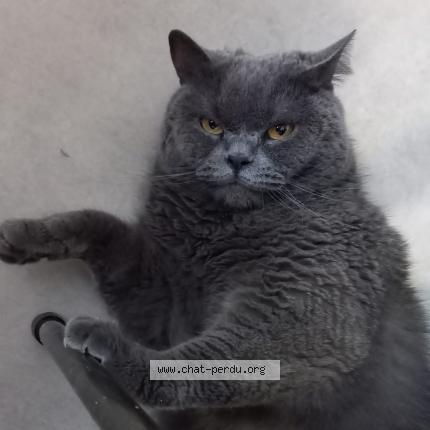 Photo 1/1 Bonya Chat lost in Pessac