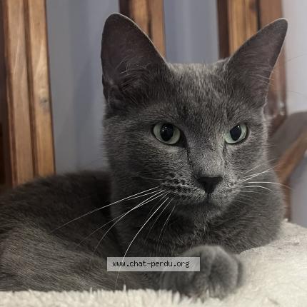 Photo 1/1 Dobby Chat lost in Landudec