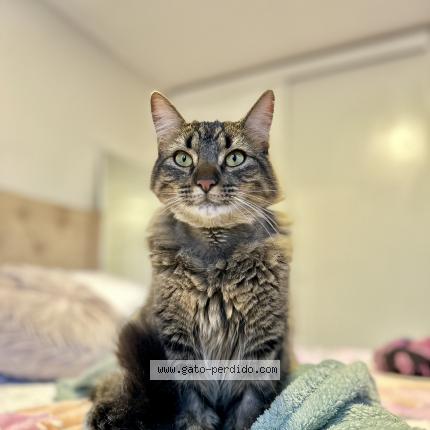 Photo 1/1 Robyn Chat lost in Santiago