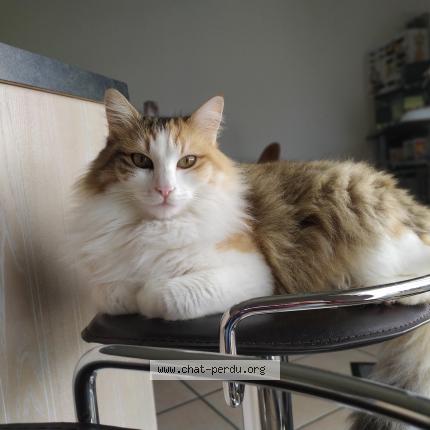 Photo 1/1 Naia Chat lost in Boutiers st trojan