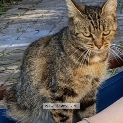 Photo 1/1 Chacha Chat lost in Ivors