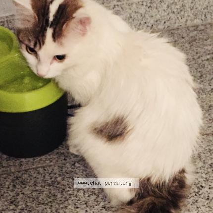 Photo 1/1 Plume Chat lost in Saint jean rohrbach