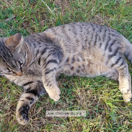 Photo 1/1 Minouchette Chat lost in Vinezac