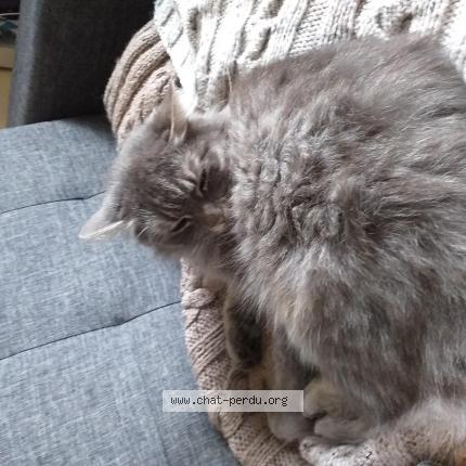 Photo 1/1 Mimine Chat lost in Lezennes