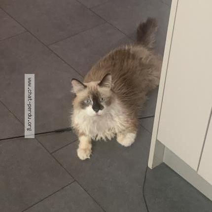 Photo 1/2 Cooper ALACID Chat lost in Sandweiler