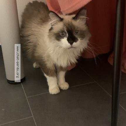 Photo 2/2 Cooper ALACID Chat lost in Sandweiler