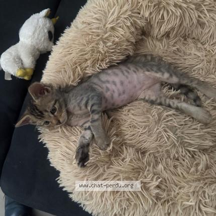 Photo 1/1 Vallant Chat lost in Saint louis neuweg