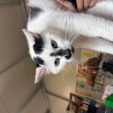 Picture of cat found at Tourcoing