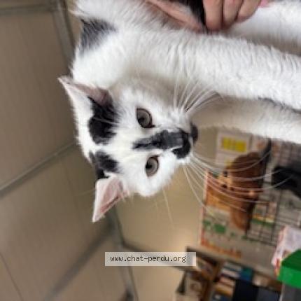 Photo 1/1 Found cat Found in Tourcoing
